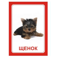 Логопедка "Щ, Х" (логопедические карточки) - «globural.ru» - Серов