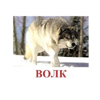 Карточки Домана "Дикие животные-1" - «globural.ru» - Серов