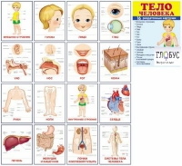 Раздаточные карточки "Тело человека" - «globural.ru» - Серов