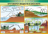 Таблица Круговорот веществ в биосфере 1000*700 винил - «globural.ru» - Серов