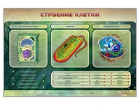 Электрифицированный стенд "Строение клетки" с маркерными полями - «globural.ru» - Серов