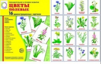 Демонстрационные карточки "Цветы полевые" - «globural.ru» - Серов