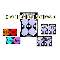 Модель-аппликация "Биосинтез белка" (ламинированная) - «globural.ru» - Серов