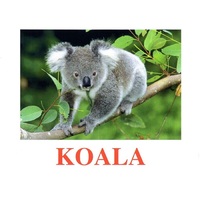 "Wild Animals-2" ("Дикие животные-2") английские карточки Домана - «globural.ru» - Серов