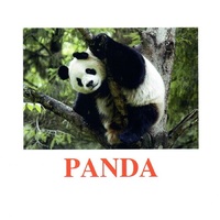 "Wild animals-3" ("Дикие животные-3") английские карточки Домана - «globural.ru» - Серов