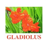 "Flowers-1" ("Цветы-1") английские карточки Домана - «globural.ru» - Серов