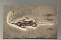 Брахиопода Cyrtospirifer rudkinensis на породе - «globural.ru» - Серов