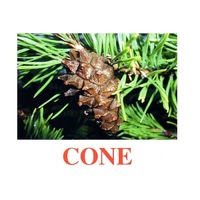 Карточки Домана "Going for a walk-2" ("На прогулке-2") на английском языке - «globural.ru» - Серов