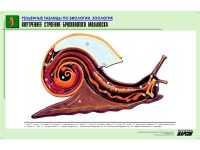 Рельефная таблица "Внутреннее строение брюхоногого моллюска" (формат А1, матовое ламинир.) - «globural.ru» - Серов