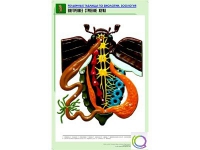 Рельефная таблица "Внутреннее строение жука" (формат А1, матовое ламинир.) - «globural.ru» - Серов