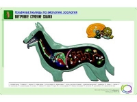 Рельефная таблица "Внутреннее строение собаки" (формат А1, матовое ламинир.) - «globural.ru» - Серов