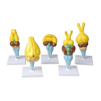 Комплект моделей строения мозга позвоночных - «globural.ru» - Серов