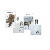 Комплект дидактических карточек "Следы на снегу" - «globural.ru» - Серов