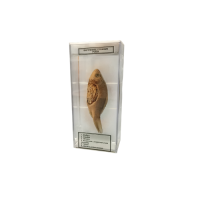 Влажный препарат Внутреннее строение рыбы - «globural.ru» - Серов