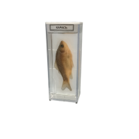 Влажный препарат "Карась" - «globural.ru» - Серов