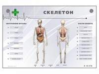 Электрифицированный стенд-тренажер "Скелетон" - «globural.ru» - Серов