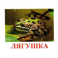 Карточки Домана "Амфибии и рептилии" - «globural.ru» - Серов