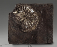 Аммонит (отпечаток) - «globural.ru» - Серов