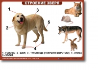 Ознакомление с окружающим миром. 1-4 класс. Комплект таблиц. Наглядные пособия для начальной школы, учебные пособия - «globural.ru» - Серов