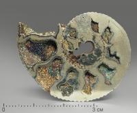 Аммонит пиритизированный, полированный срез 4-4,5 см - «globural.ru» - Серов