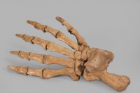 Лапа пещерного медведя Ursus spelaeus задняя - «globural.ru» - Серов