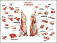 Правила разделки мясных туш "Говядина и телятина" 1000*1400 винил - «globural.ru» - Серов