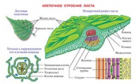 Плакаты и таблицы по биологии - «globural.ru» - Серов