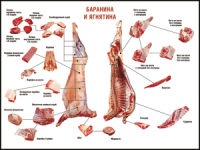 Правила разделки мясных туш "Баранина и ягнятина" 1000*1400 винил - «globural.ru» - Серов