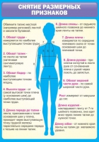 Стенд "Снятие мерок" (вариант 2) - «globural.ru» - Серов