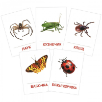 Раздаточные карточки "Насекомые" - «globural.ru» - Серов
