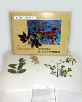 Гербарий Деревья и кустарники (20 видов) - «globural.ru» - Серов