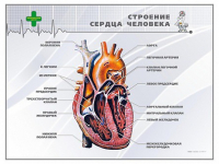 Стенд "Строение сердца человека" - «globural.ru» - Серов