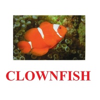 "Fish" ("Рыбы") английские карточки Домана - «globural.ru» - Серов