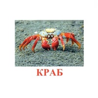 Карточки Домана "Подводный мир" - «globural.ru» - Серов