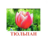 Карточки Домана "Цветы-1" - «globural.ru» - Серов