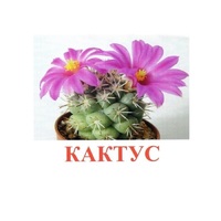 Карточки Домана "Цветы-2" - «globural.ru» - Серов