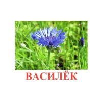 Карточки Домана "Полевые цветы-Травы" - «globural.ru» - Серов