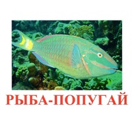 Карточки Домана "Рыбы" - «globural.ru» - Серов
