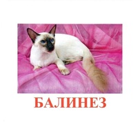 Карточки Домана "Породы кошек" - «globural.ru» - Серов