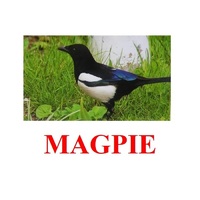 "Birds-2" ("Птицы-2") английские карточки Домана - «globural.ru» - Серов