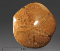 Морской ёж Pygurus depressus - «globural.ru» - Серов