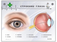 Интерактивный стенд "Строение глаза" - «globural.ru» - Серов