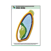 Рельефная таблица "Зерновка пшеницы" (формат А1, матовое ламинир.) - «globural.ru» - Серов