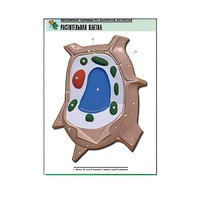 Рельефная таблица "Растительная клетка" (формат А1, матовое ламинир.) - «globural.ru» - Серов