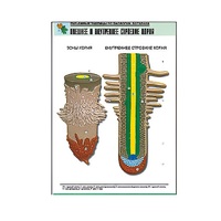 Рельефная таблица "Внешнее и внутреннее строение корня" (формат А1, матовое ламинир.) - «globural.ru» - Серов