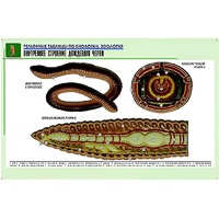 Рельефная таблица "Внутреннее строение дождевого червя" (формат А1, матовое ламинир.) - «globural.ru» - Серов