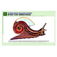 Рельефная таблица "Внутреннее строение брюхоногого моллюска" (формат А1, матовое ламинир.) - «globural.ru» - Серов