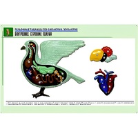 Рельефная таблица "Внутреннее строение голубя" (формат А1, матовое ламинир.) - «globural.ru» - Серов