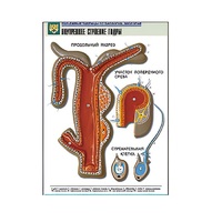 Рельефная таблица "Внутреннее строение гидры" (формат А1, матовое ламинир.) - «globural.ru» - Серов