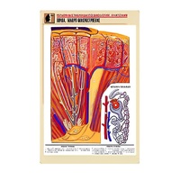 Рельефная таблица "Почка. Макро-микростроение" - «globural.ru» - Серов